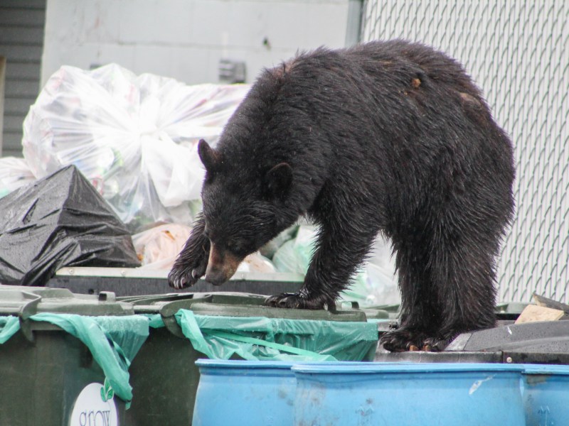 A black bear stands atop a blue dumpster, rummaging through the trash near a grey building.