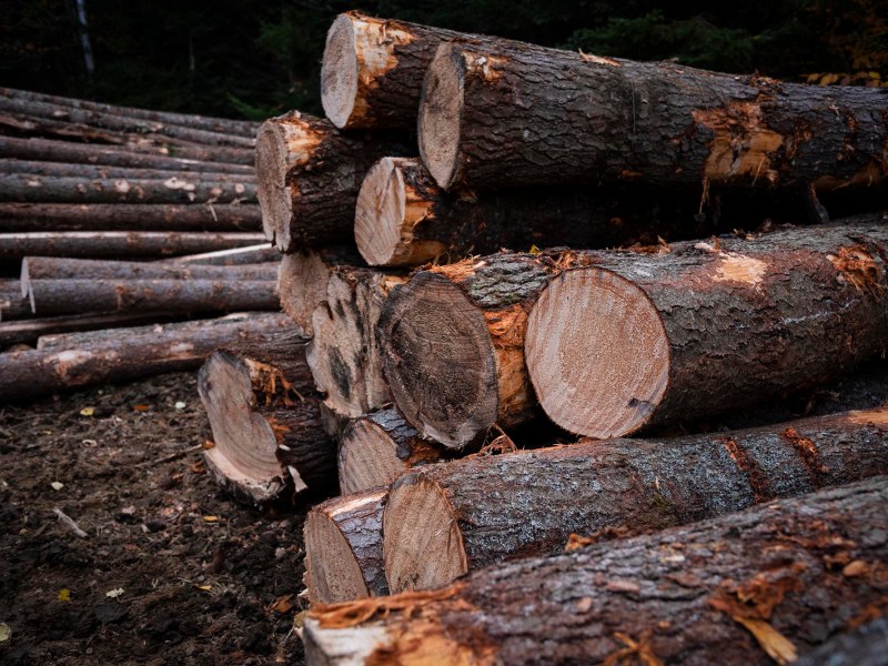 A stack of cut tree logs lies on the ground in a forested area, with more logs extending into the background.