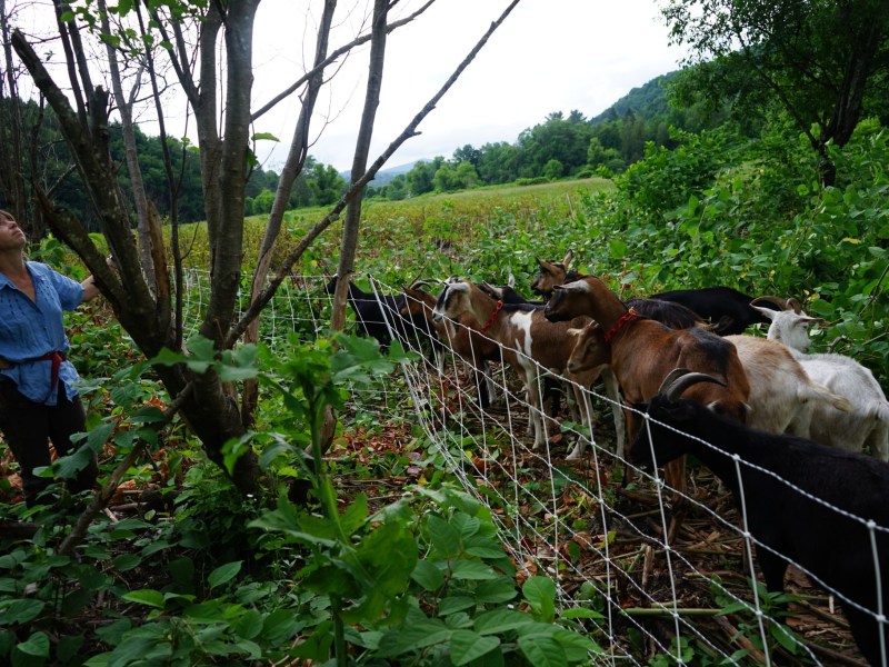 A person stands next to a fenced group of goats in a lush, green rural area with trees and fields in the background.