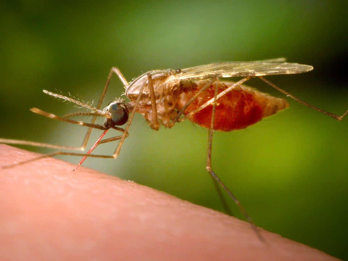 Vermont confirms state’s 1st case of Jamestown Canyon virus in humans 
