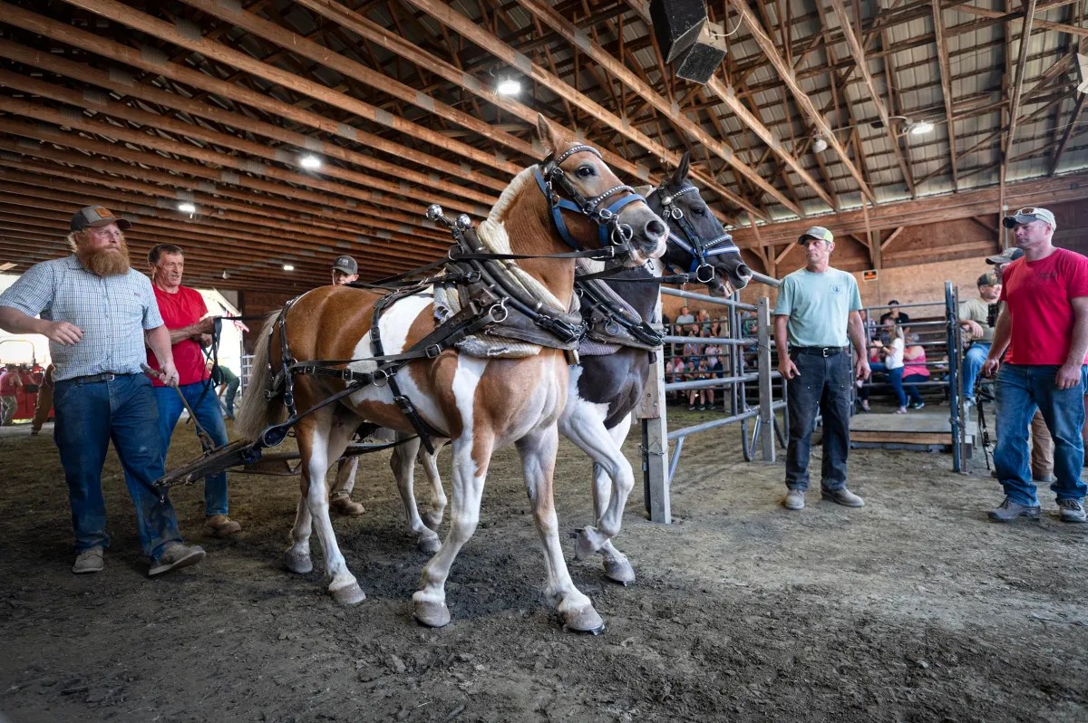 Two harnessed horses stand indoors on dirt floor, surrounded by five men in casual clothes, under a wooden beamed ceiling, with people seated in the background.