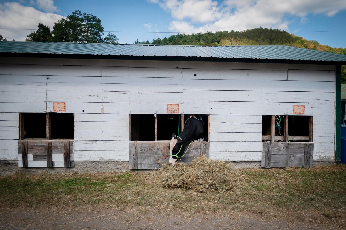 A black and white cow eats hay through an opening in a white wooden barn with multiple stalls and a metal roof.