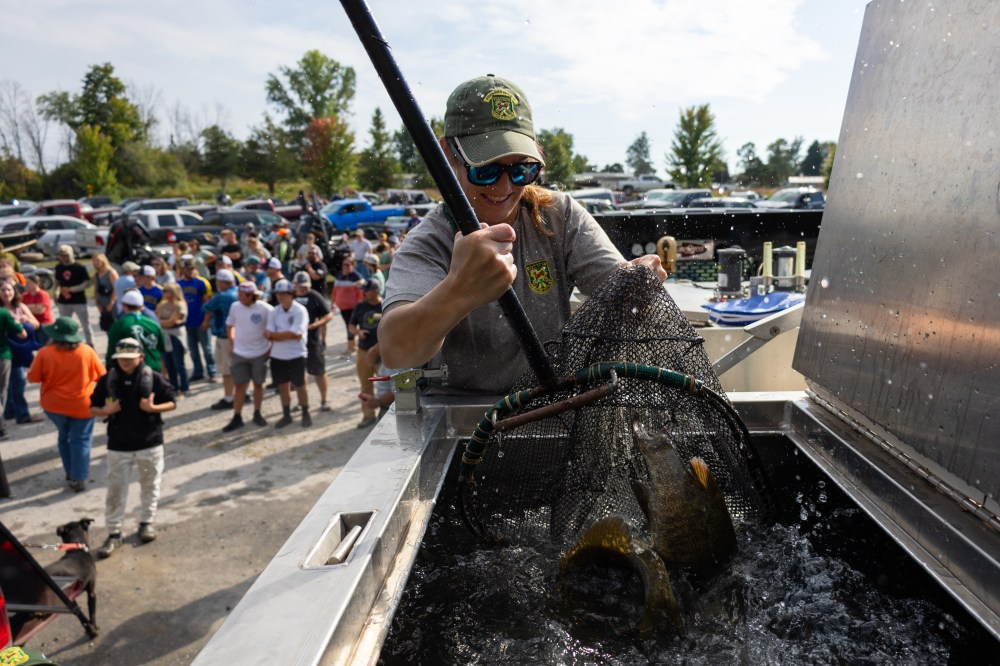 A person wearing a cap lifts a large fish from a tank with a net during an outdoor event, while a crowd of people observes in the background.